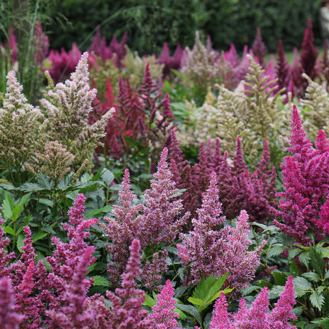 Astilbe - Top Choice Cake Mix