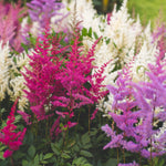 Astilbe - Visions® - Patio Kit - with Decorative Rattan Planter, Planting Medium & Root