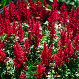 Astilbe - Red Sentinel