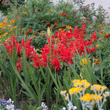 Astilbe - Red Sentinel