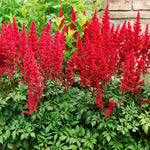 Astilbe - Premium Mixed Colors