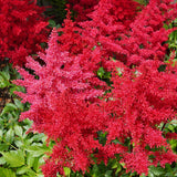 Astilbe - Red Sentinel