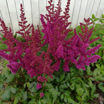 Astilbe - Visions® - Patio Kit - with Decorative Rattan Planter, Planting Medium & Root