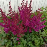 Astilbe - Visions® - Patio Kit - with Decorative Rattan Planter, Planting Medium & Root