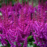 Astilbe - Visions® - Patio Kit - with Decorative Rattan Planter, Planting Medium & Root