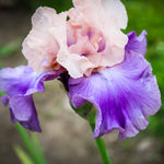 Bearded Iris - Cherry Blossom Song