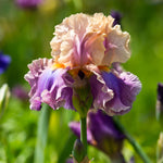 Bearded Iris - Cherry Blossom Song