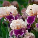 Bearded Iris - Cherry Blossom Song