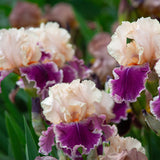 Bearded Iris - Cherry Blossom Song