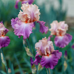 Bearded Iris - Cherry Blossom Song