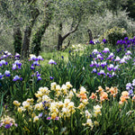Bearded Iris - Cherry Blossom Song