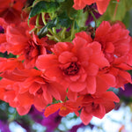 Begonia - Cascading Odorosa Red Sunset