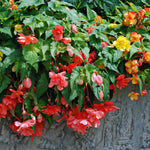 Begonia - Collection - 3 Varieties