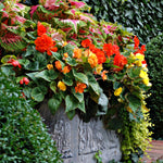 Color Your Garden Yellow - Collection