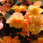 Begonia - Collection - 3 Varieties