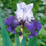 Bearded Iris - Best Bet