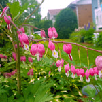 Bleeding Heart - Pink