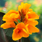 Canna - Chocolate Sunrise