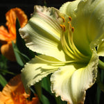 Daylily - Kitchen Sink Breeder's Mix