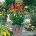 Kniphofia - Red Hot Poker - Patio Kit - with Decorative Rattan Planter, Planting Medium & Root