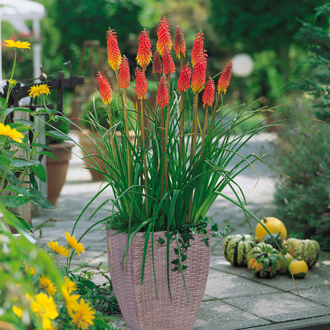 Kniphofia - Red Hot Poker - Patio Kit - with Decorative Rattan Planter, Planting Medium & Root