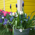 Muscari - Grape Hyacinth - Latifolium - Multicolor