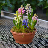 Hyacinth - Pink Pearl - Prepared - for Indoor Forcing