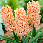 Tulip, Hyacinth & Crocus - Apricot Sunset Blend