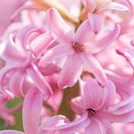 Hyacinth - Pink - Kit - with Clear Artisan Glass