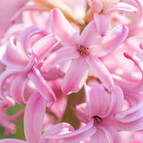 Hyacinth - Pink Pearl - Prepared - for Indoor Forcing