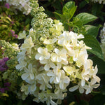 Bloomin' Easy® - Hydrangea Candelabra® - 4" Potted Rocketliners®