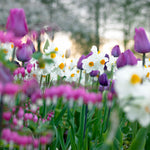 Daffodil - Geranium