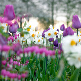 Daffodil - Geranium