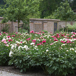 Peony - Mixed Colors