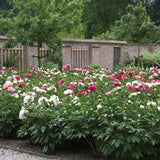 Peony - Mixed Colors