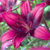 Color Your Garden Purple - Collection