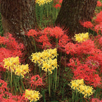 Lycoris - Radiata