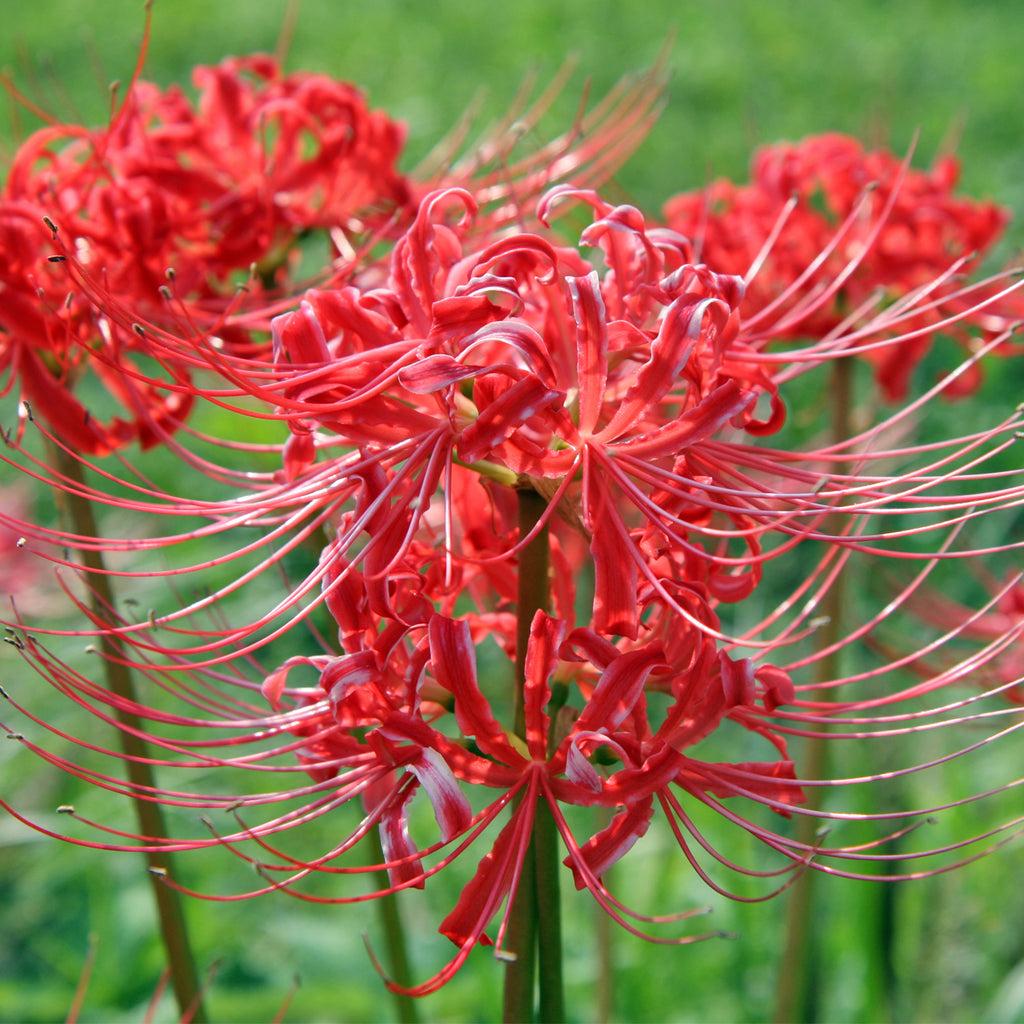 Lycoris.　0825 Lycoris | Spider Lilies | Hurricane Lilies | Surprise Lilies