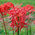 Lycoris - Radiata
