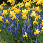 Muscari - Grape Hyacinth - Armeniacum