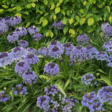 Scilla - Peruviana