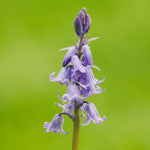 Scilla - Spanish Bluebells - Mixed Colors