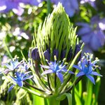 Scilla - Peruviana