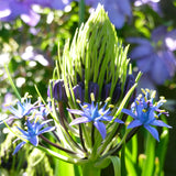 Scilla - Peruviana