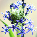 Scilla - Peruviana