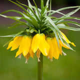 Fritillaria - Blend