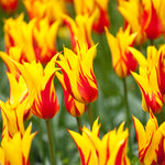 Tulip - Carnival Blend
