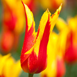 Tulip - Carnival Blend