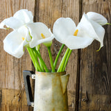 Calla - aethiopica - Kit - with Artisan Decorative Planter