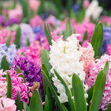 Hyacinth - Easter Basket Blend